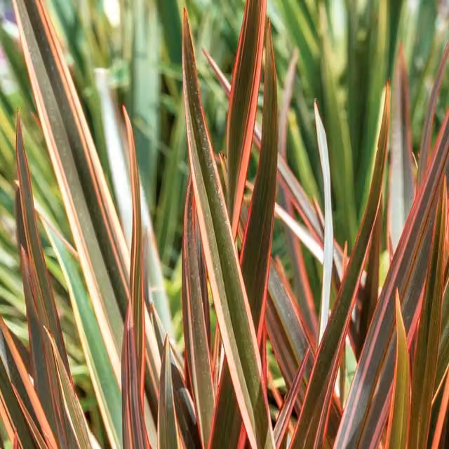 Marshalls Garden Phormium Maori Queen Ornamental Shrub, Red and Pink, 9cm Pot