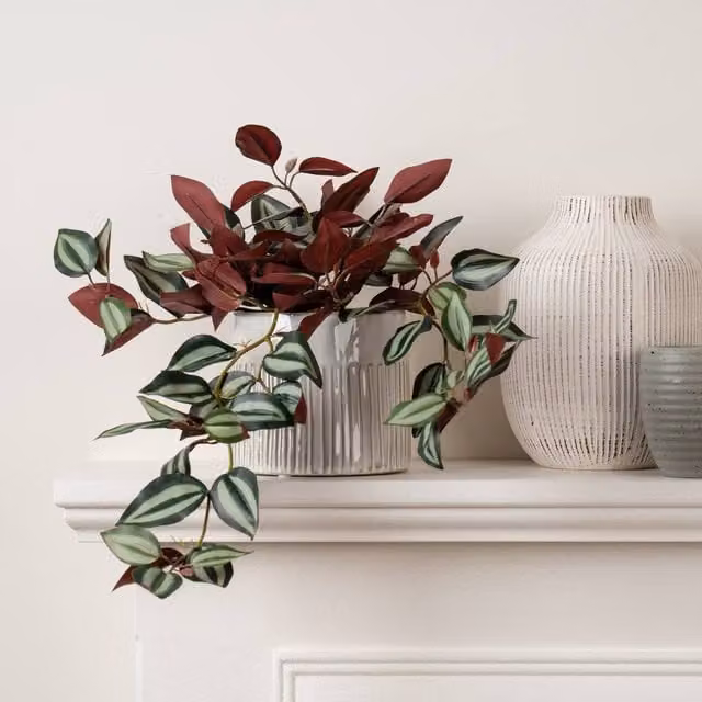 Scottish Everlastings Ltd Trailing Wandering Dude Green Plant