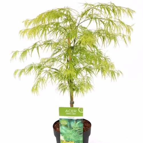 Thompson & Morgan Acer palmatum Dissectum Japanese Maple Tree with Autumn Colour, 7.5 Litre Pot – 2