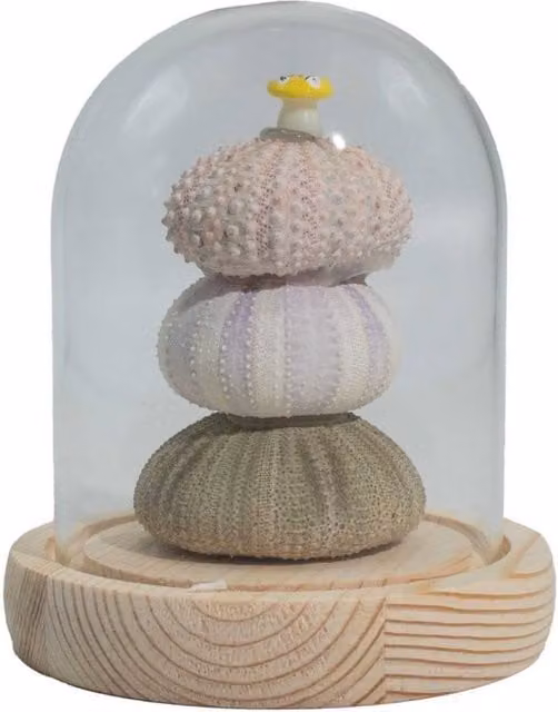 KDMD Floral Glow Garden Dome with 3 Sea Urchins Multicolour LED USB Tabletop Decor