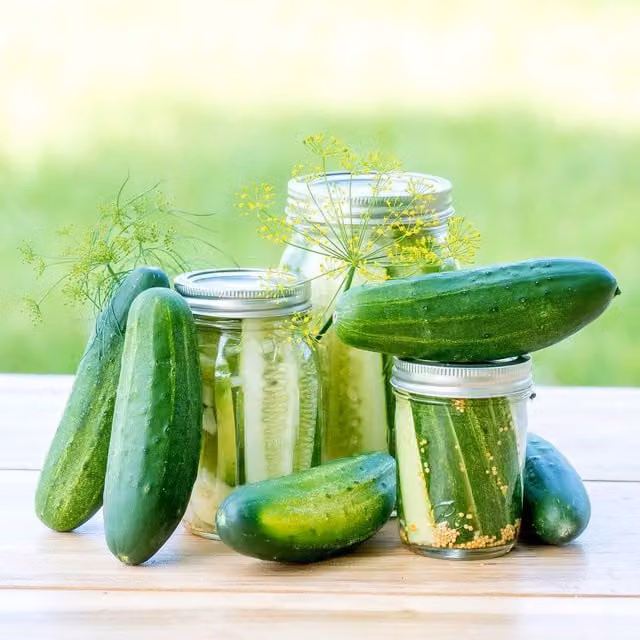 Marshalls Garden Goblin Cucumber Seeds, Compact High-Yield Patio Variety, 15 Seeds