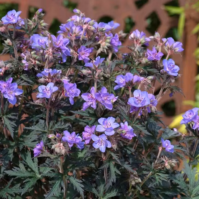 Marshalls Garden Geranium Storm Clouds Blue and Purple Bedding Plant