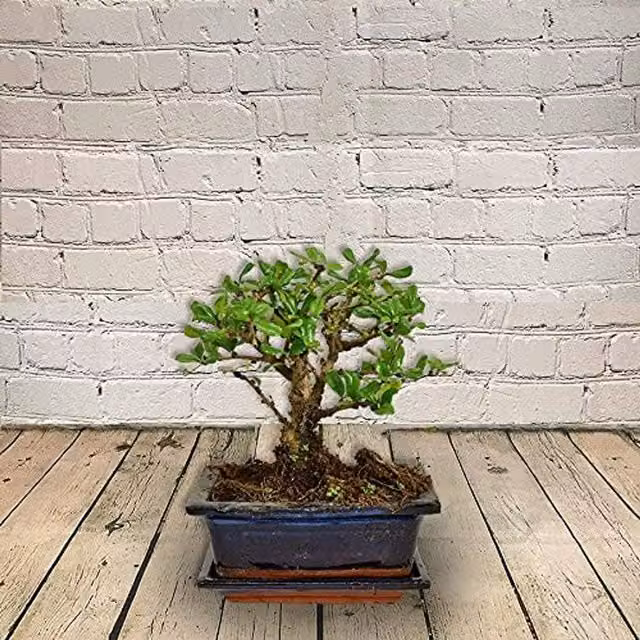 Green Flowering Mini Bonsai Tree in a Ceramic Pot for Indoor Use