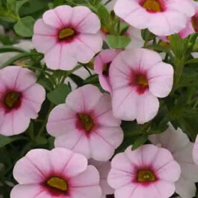 Plants by Post Calibrachoa Pink With Eye Trailing Summer Bedding Plants, 3 x 9cm Pots