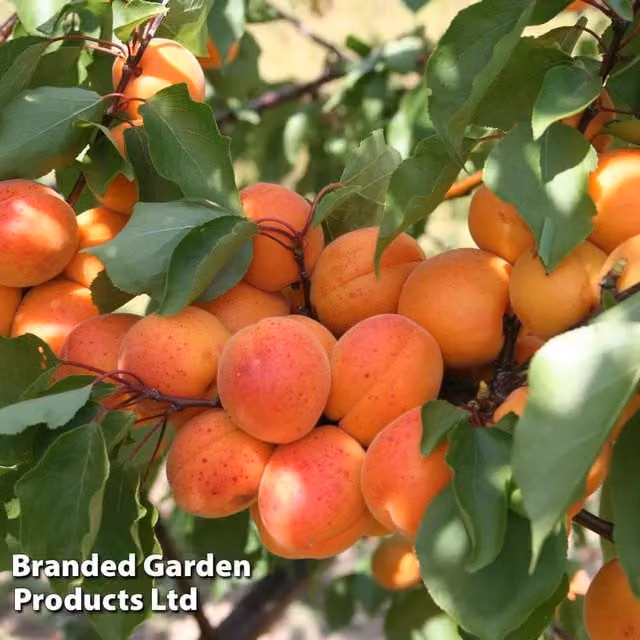 Thompson & Morgan Prunus Apricot Patio Fruit Tree
