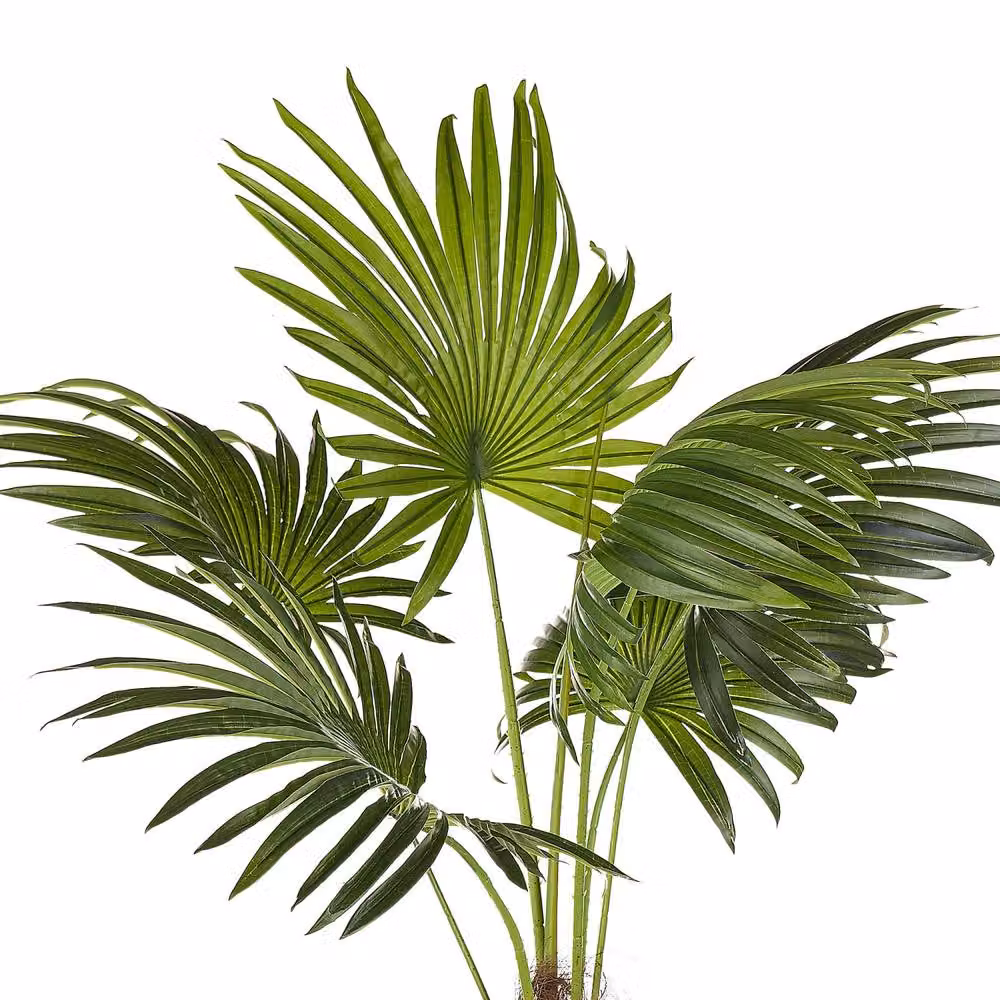 Wyld and Coco Artificial Potted Fan Palm, Height: 100 cm, Green and Black – 3