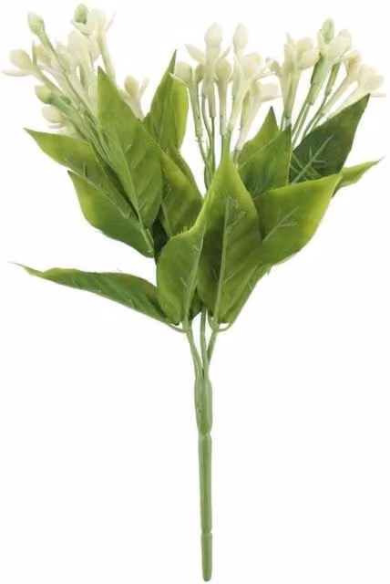 KDMD White Jasmine Bush 3 Pack, Height: 23 cm
