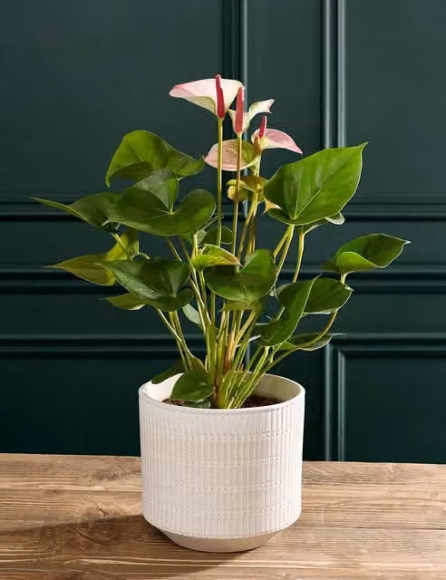 M&S Pink Anthurium in a Modern Ceramic Pot