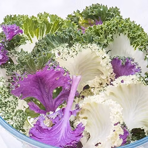 Thompson and Morgan Kale Jardin Mixed Vegetable Seed Packet, 15 Seeds – 2