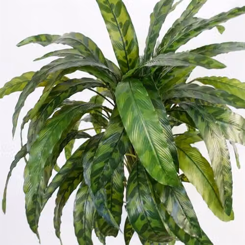 Leaf Design UK Variegated Artificial Calathea Plant in Green, Height: 90 cm – 5