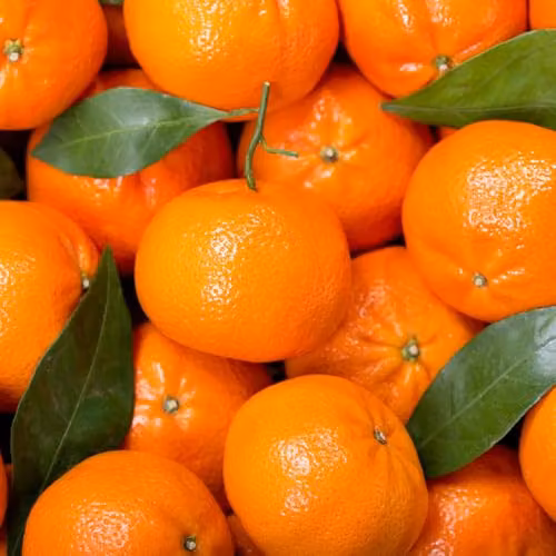 YouGarden Citrus Mandarin Fruit Tree in 4 Litre Pot, 80cm Tall – 4