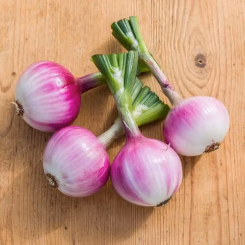Thompson & Morgan Ruby Red Salad Onion Seeds, 100 Seeds