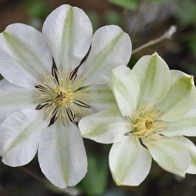 Plant Theory Clematis Guernsey Cream White Flowering Climbing Vine