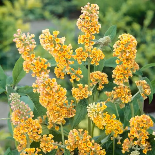 Marshalls Garden Buddleja Sungold Yellow Ornamental Shrub