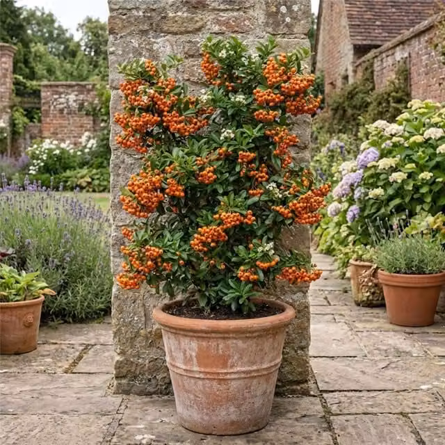 Plants by Post Pyracantha Saphyr Orange Firethorn Climbing Shrub in 2L Pot, Orange and Green