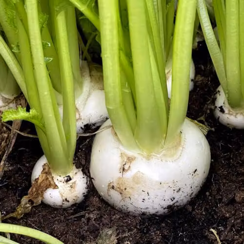 Thompson & Morgan Turnip Silky Sweet F1 White Vegetable Seeds, 100 Seeds – 2
