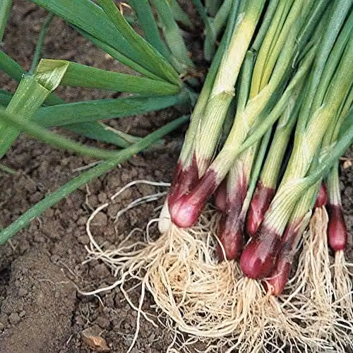 Thompson & Morgan Lilia Spring Onion Seeds, 500 Seeds