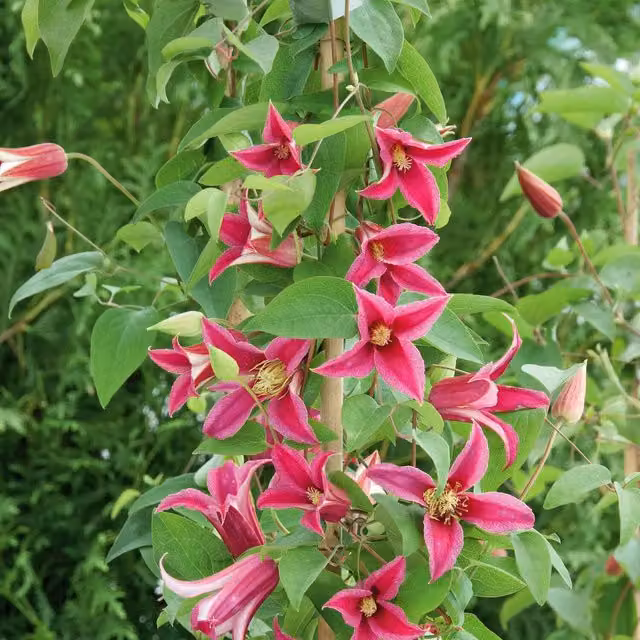 Marshalls Garden Pink Clematis Climber Plant