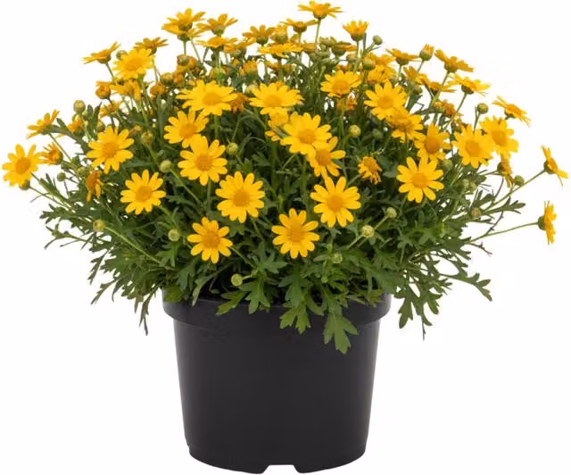 Plants By Post Bidens Goldstrike Yellow Potted Bedding Plants, Pack of 6