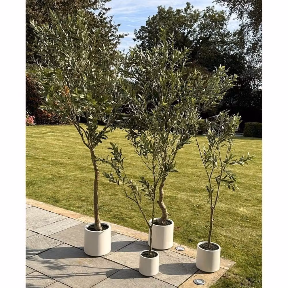 Lemon Pavilion Apulia Mediterranean Olive Tree in Pot, Green, Brown and White, Height: 150 cm – 5