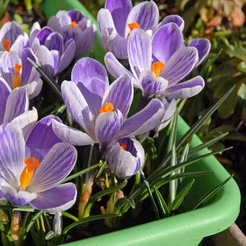 Thompson and Morgan Crocus Pickwick Bulbs, Purple and White Spring Flowering Bulbs, 20 Bulbs – 3