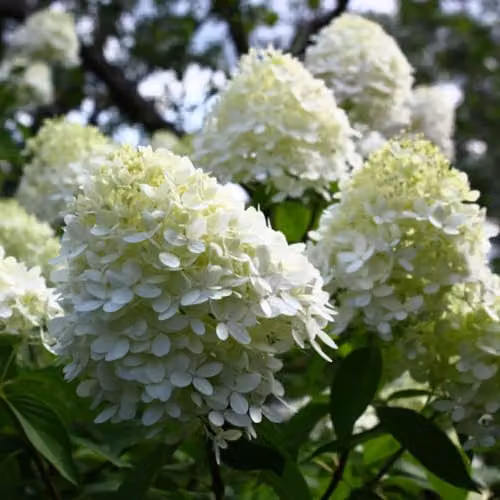 Thompson & Morgan Hydrangea paniculata Limelight Ornamental Shrub, Multicolour, 3 x 3.6 Litre Potted Plants