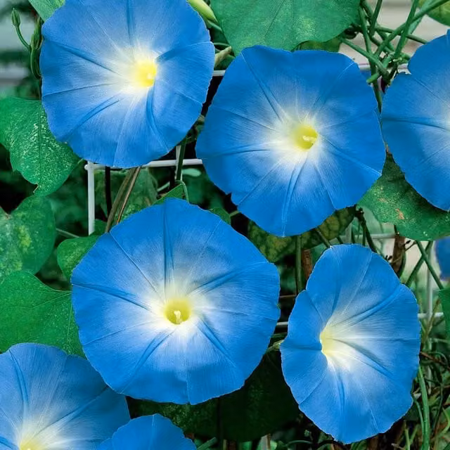 Unwins Heavenly Blue Morning Glory Climber Flower Seeds, Blue