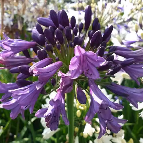 YouGarden 3 x Agapanthus Poppin Purple Hardy Perennial Plants in 9cm Pots – 2