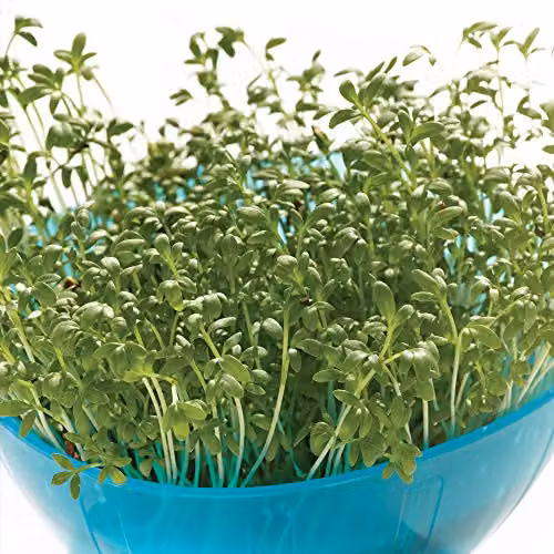 Thompson and Morgan Mr. Tickle Cress Extra Curled Super Seeds – 2