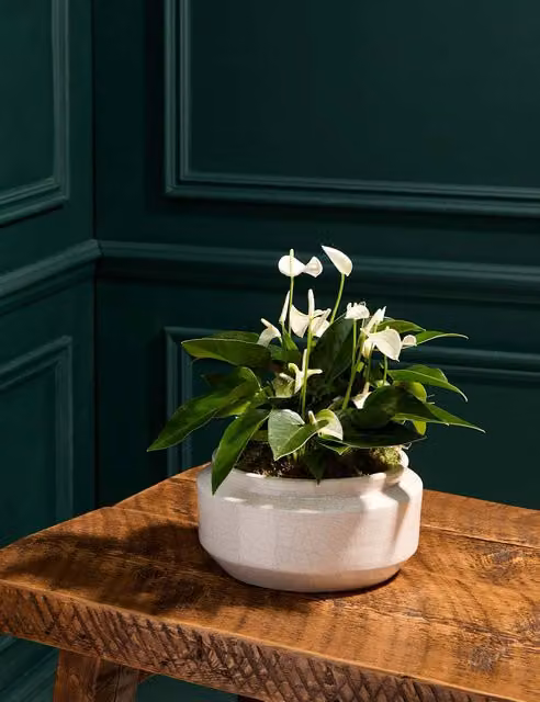 M&S Flower Market White and Green Anthurium Centrepiece with Ceramic Bowl