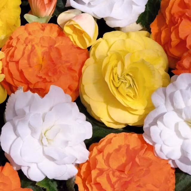 Thompson and Morgan Begonia Nonstop Citrus Mix Multicolour Garden Ready Plants