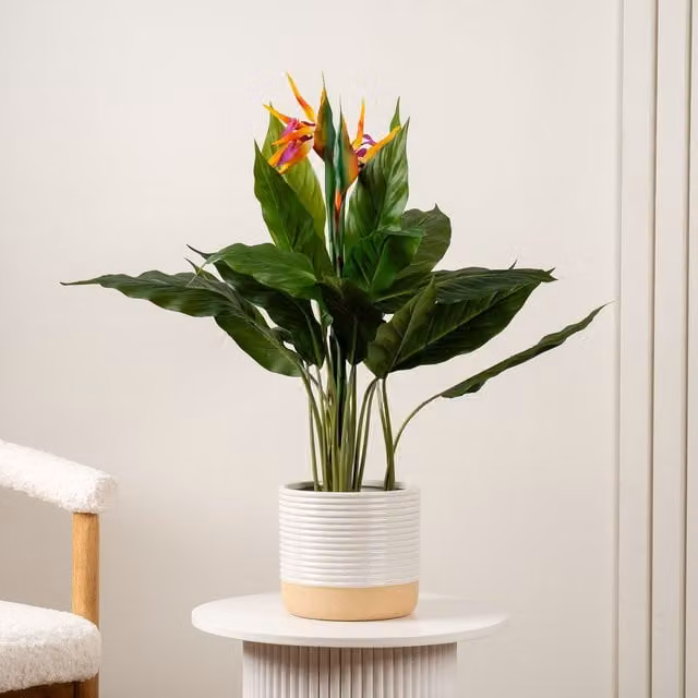 Scottish Everlastings Ltd Green Bird of Paradise Tabletop Tree, Height: 83 cm