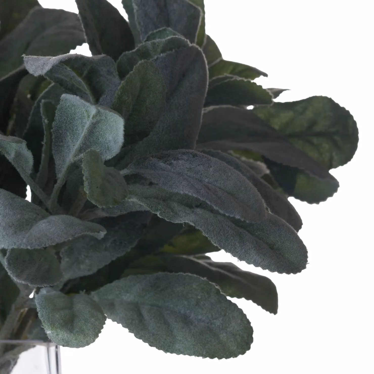 Hill Interiors Artificial Lambs Ear Single Stem in Green – 2