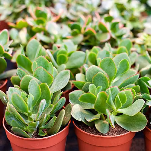 Thompson & Morgan Mixed Crassula Indoor Succulent Plants, 3 x 10.5 cm Pots – 2