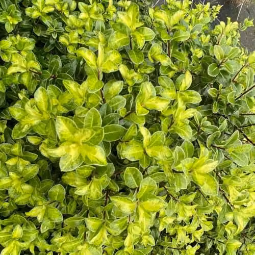 Thompson & Morgan Pittosporum tenuifolium Golden Ball Compact Evergreen Shrub with Yellow Foliage, 9cm Pot – 2