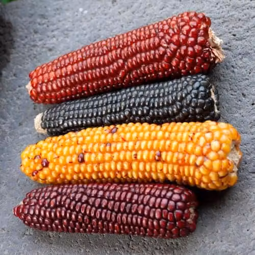 Thompson & Morgan Zea Mays Baby's Fingers Mixed Ornamental Corn Seeds, Multicolour
