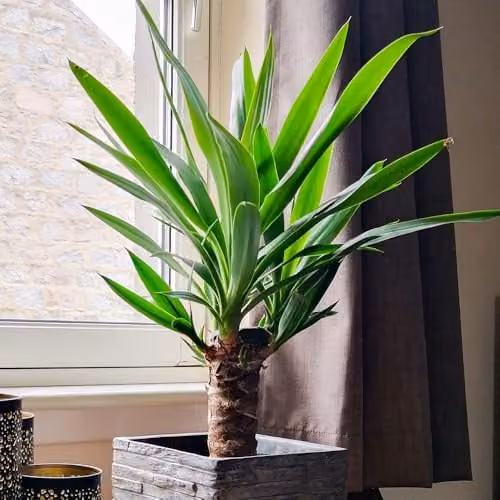 YouGarden Yucca elephantipes Single Stem Indoor Houseplant in 11cm Pot, Height: 45 cm – 2