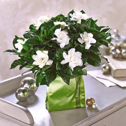 Thompson & Morgan Gardenia Deluxe Fragrant Indoor Cape Jasmine Plant with Glossy Foliage, 1x 9cm Potted Plant – 5