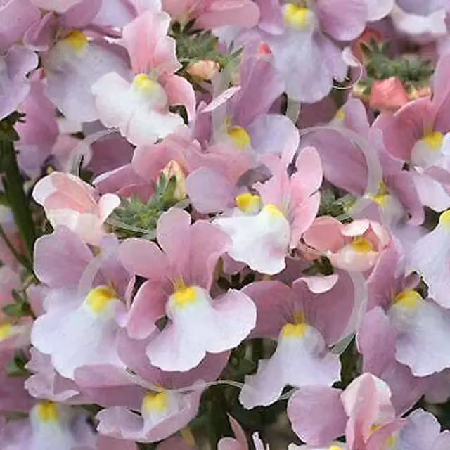 Plants by Post Nemesia Amelie Bedding Plants with Pink and White Flowers, 3 x 9cm Pots