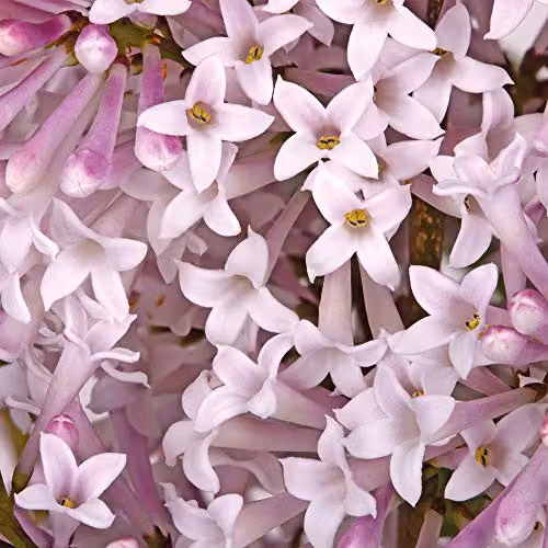 Thompson and Morgan Miss Kim Manchurian Lilac Syringa Hardy Ornamental Shrub in 9cm Pot – 2