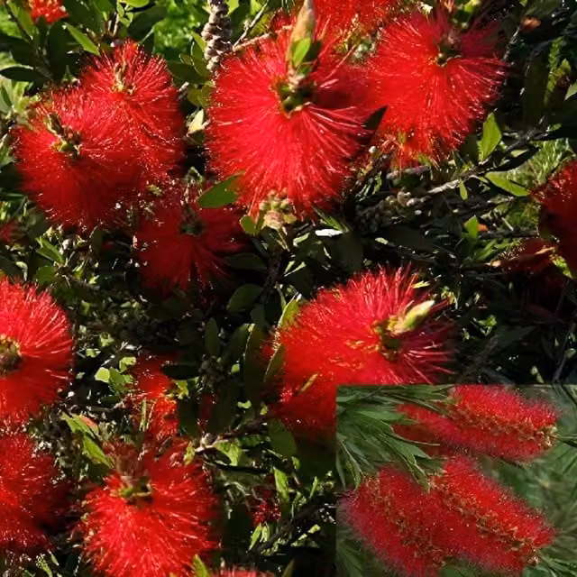 Direct Plants Callistemon Citrinus Red Bottle Brush Ornamental Garden Shrub