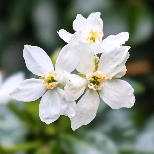 Plants By Post Choisya Ternata Evergreen Ornamental Shrub, Green, 2L