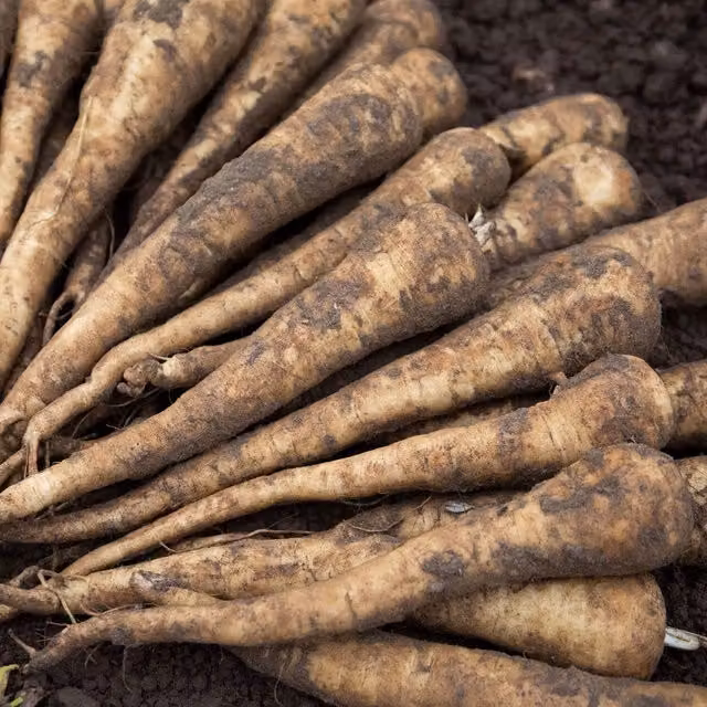 Marshalls Garden Parsnip Seeds Panorama F1