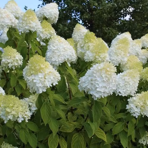 Thompson & Morgan Hydrangea paniculata Limelight Ornamental Shrub, 3 x 9cm Potted Plants, White and Green – 4