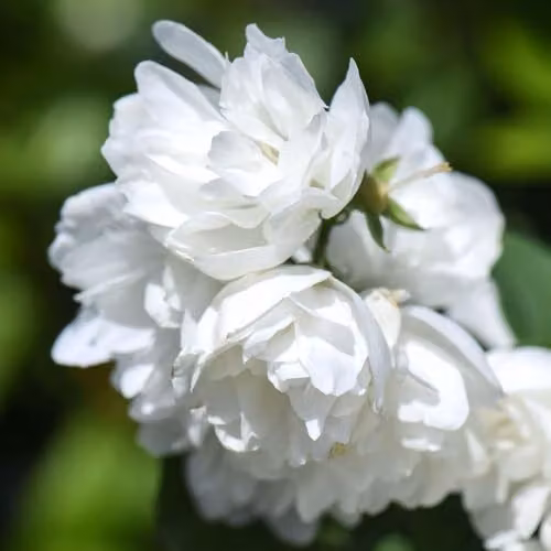 Thompson & Morgan Philadelphus Virginal Ornamental Shrub, White Double Flowers, 1 Litre Pot – 2