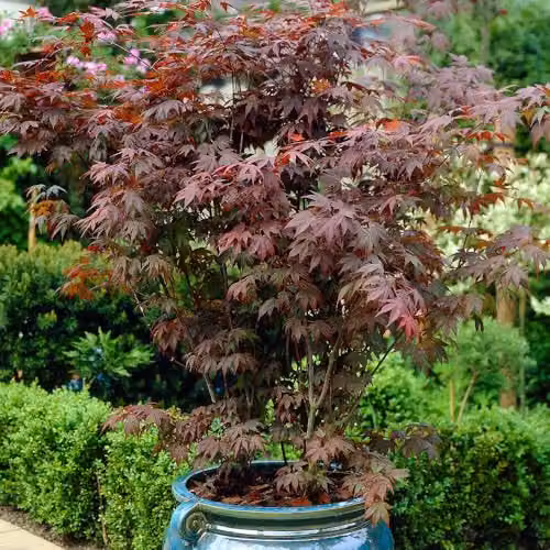 YouGarden Japanese Red Maple Acer palmatum Atropurpureum, Red Deciduous Potted Plant in 10.5cm Pot