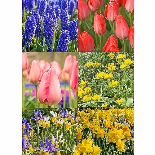 GreenBrokers 101 Promo Pack Multicolour Ornamental Garden Bulbs – 2