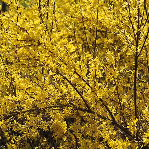 Thompson & Morgan Forsythia Spectabilis Deciduous Hardy Ornamental Shrub with Golden Yellow Bell-Shaped Flowers, 9cm Pot