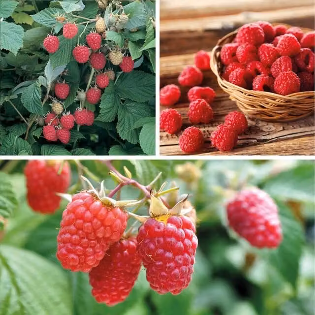 Thompson & Morgan Red Raspberry Full Season Collection Canes