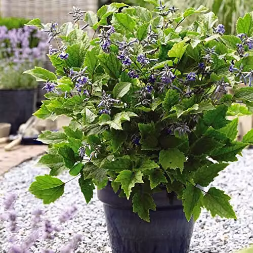 Thompson & Morgan Clematis New Love Blue Flowering Perennial Climber Plant in 3 x 9cm Pots